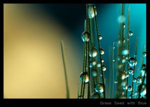 Grass Seed with Blue.jpg